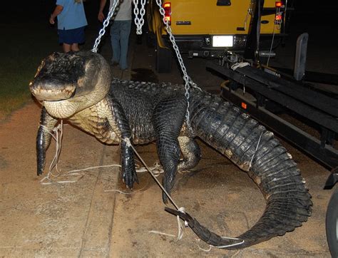 Hunting Alabama Alligators Gives Chance For Huge Catch Of A Lifetime