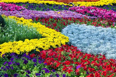 40 Colorful Garden Ideas Color Explosion Low Maintenance Flower