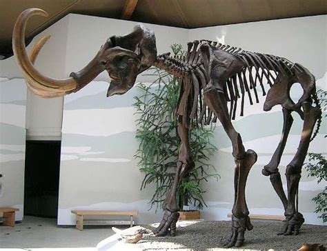 10 Interesting Woolly Mammoth Facts My Interesting Facts