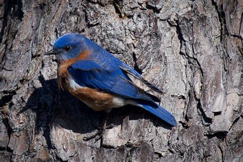 Eastern Bluebird Sialia Sialis Tomball Texas The Easte Flickr