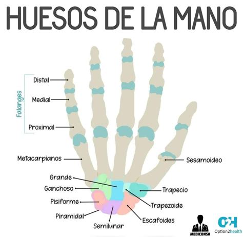 Los Huesos De La Mano 🖐🏻 🦴yosoyfmcc 🧠equipolramirez La Mano Humana