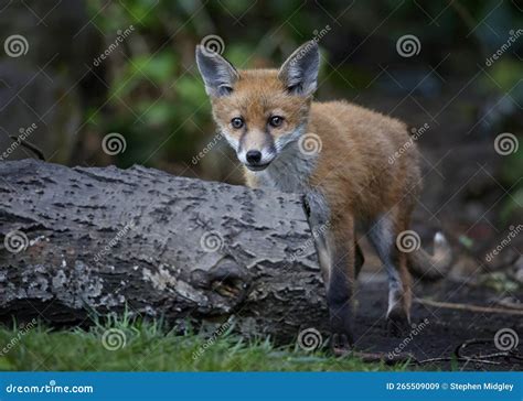 Urban Fox Cubs Exploring The Garden Stock Image Image Of Urban