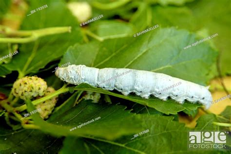 Bombyx Mori Silkworm Caterpillar Of The Mulberry Tree Stock Photo