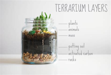 Terrarium Layers Livinator