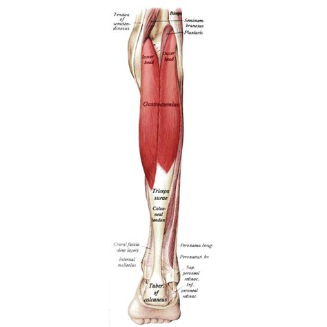 Gastrocnemius Muscle Origin Insertion Action And Innervation The