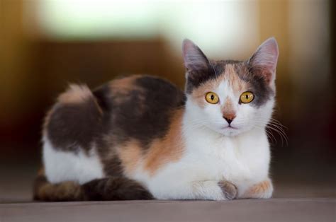 These Calico Cat Personality Traits Will Not Fail To