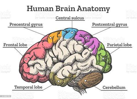 Human Brain Anatomy Diagram Stock Illustration Download Image Now