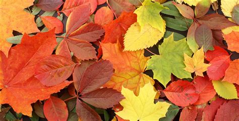10 Of The Best Trees And Shrubs For Beautiful Fall Color