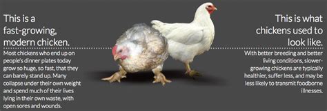 Pastured Or Free Range Vs Factory Chicken How Important Is It The Art Of Unity