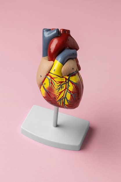 Free Photo View Of Anatomic Heart Model For Educational Purpose With