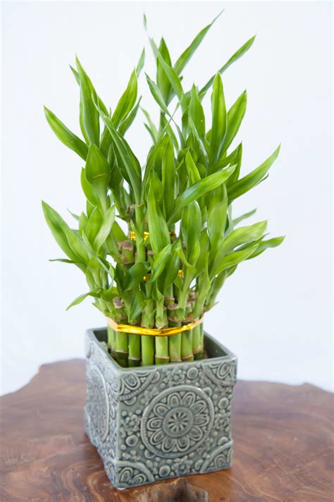 Lucky bamboo botanical name is dracaena sanderiana. Lucky Bamboo Plant in Saugus, MA | Petrie's Flower Shoppe