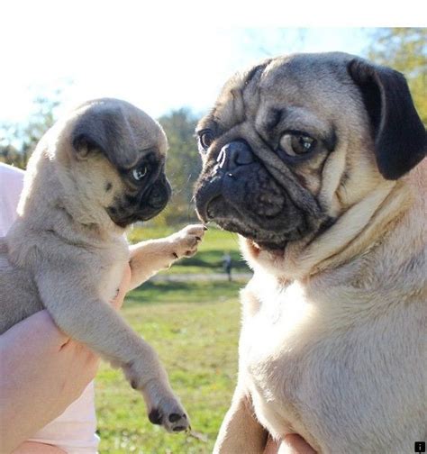 Pug puppies & dogs for sale/adoption. ^^Look at the webpage to see more on pug puppies near me. Simply click here to l... - #click # ...