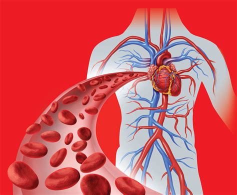 Furthermore, over 80% of arterial and 59% of venous blood passes through tcvs. خون و اجزای آن در گردش خود در بدن از نگاه تصاویر