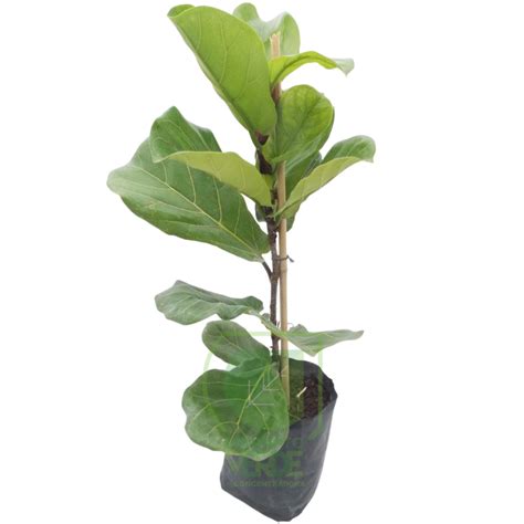 Ficus Lyrata 1