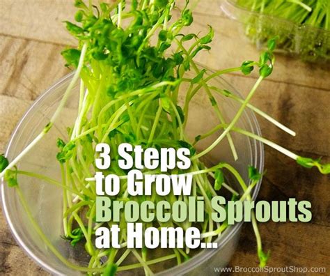 3 Steps On How To Grow Broccoli Sprouts At Home Fresh Organic Sprouts