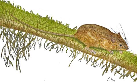 New Possibly Arboreal Rice Rat Species Discovered In Ecuador