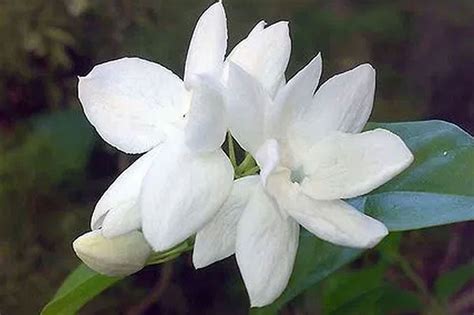 Sampaguita Type Of Flower Best Flower Site