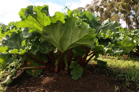 Das ist der richtige standort und zeitpunkt. Faites pipi dans votre jardin : l'urine, l'engrais oublié ...