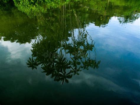 Palm Tree Reflection On River Stock Photo Image Of Palm Ripples