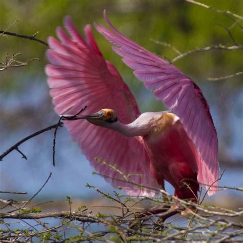 Louisiana Pink Egret Beautiful Birds Pet Birds Flamingo Photo