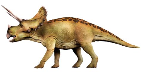 Triceratops Triceratops Facts Dk Find Out