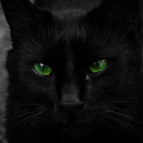 Green Eyed Black Cat Forum Avatar Profile Photo Id 210974 Avatar