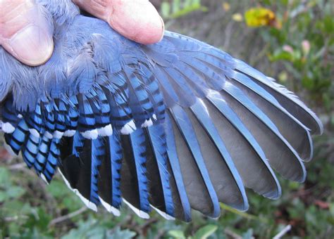 Bluejay Wing Blue Jay Wings Bird