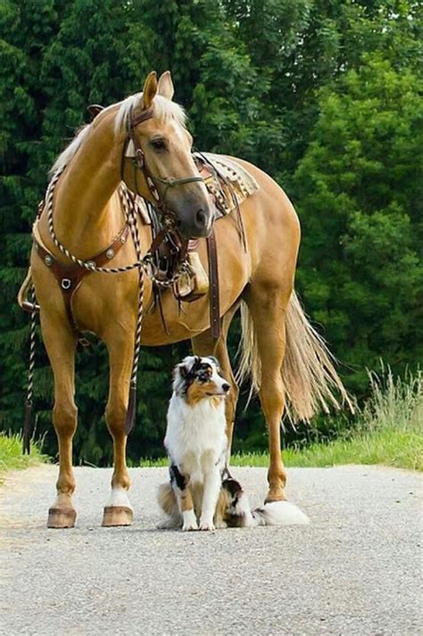 Waiting For A Friend Horses And Dogs Cute Horses Animals And Pets