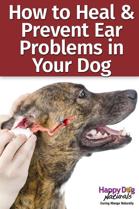 Ear Mites In Dogs Symptoms Natural Treatments And Prevention Artofit
