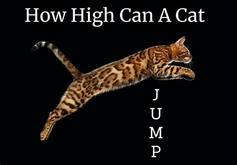 How High Can A Domestic Cat Jump Cat World