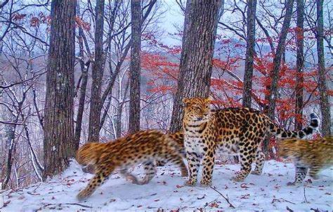 Rarest Big Cats In The World Battle Back From Edge Of Extinction