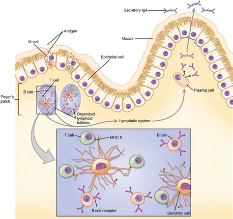 The Immune Response Against Pathogens Bio103 Human Biology