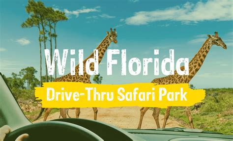 Wild Florida Drive Thru Safari Park Plus 3 Nights At Westgate Town Center