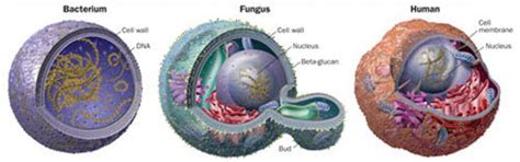 A microbial biorealm page on the genus mitochondria. The Mushroom Kingdom: Our Closest Relatives, Our Deadliest ...