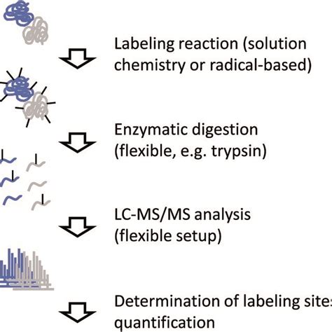Experimental Workflow For Covalent Labeling Ms Download Scientific Diagram