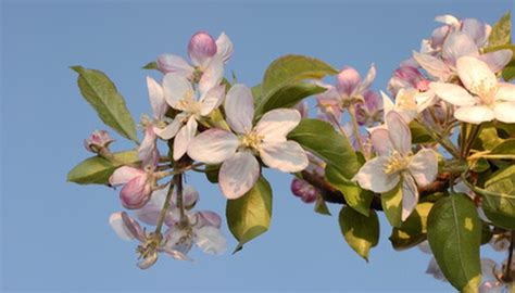 White plant seeds baptisia alba var. The Best Fruit Trees for Tennessee | Garden Guides