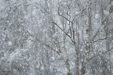 Winter Birches Drew Buckley Photography ~ Pembroke Pembrokeshire