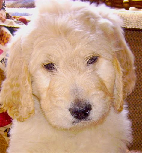 136 likes · 1 talking about this. GOLDENDOODLES OF COLORADO: Goldendoodle Puppies Ready July ...