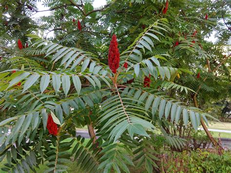 Herbs From Distant Lands Rhus Typhina Rhus Hirta Staghorn Sumac