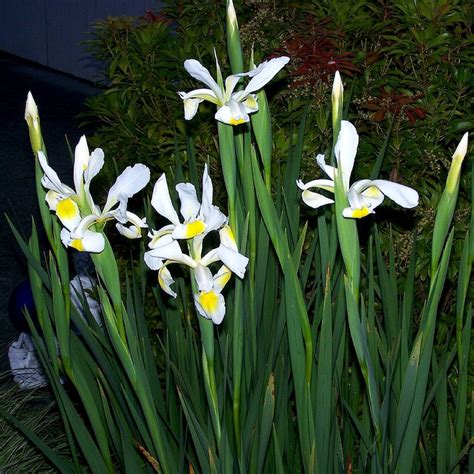 White Siberian Iris Three Rhizomes Sun Or Shade Easy Care Etsy