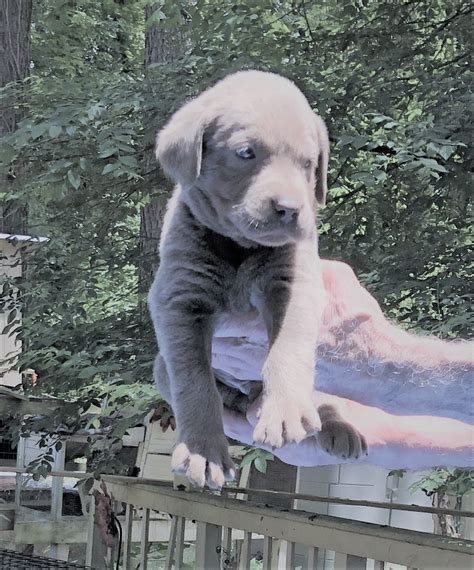 Labrador Retriever Puppies For Sale Houston Tx 442653