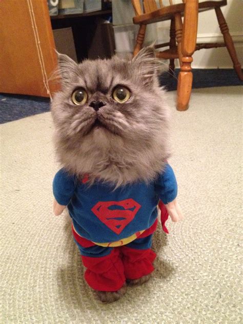 Shop the largest variety of cat costumes at meowingtons. 11 best Halloween Larry images on Pinterest | Larry ...