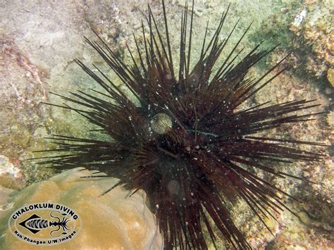 Banded Sea Urchin Echinothrix Calamaris Chaloklum Diving Koh Phangan