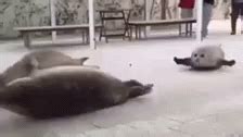 Maybe you would like to learn more about one of these? Elephant Seal GIFs | Tenor