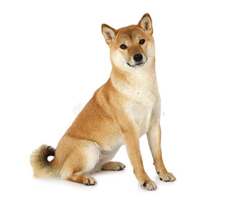 Shiba Inu Dog Stock Image Image Of Vertical White 106070453