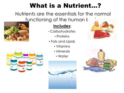 Lesson 5 Nutrients