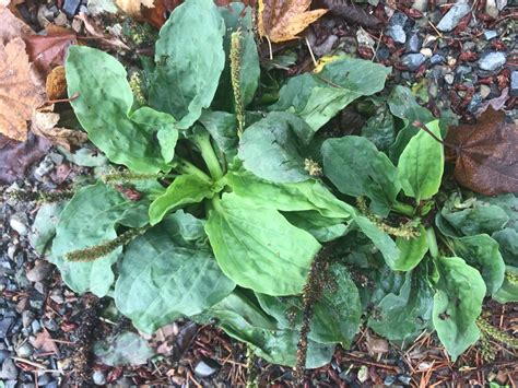 Plantain First Aid Use For This Common Weed My Medicinal Home