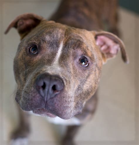 Shelter Dogs Of Portland Boston Cool Little Dilute Brindle Pitbull