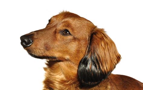 Red Long Haired Dachshund Begging Stock Photo Image Of Small