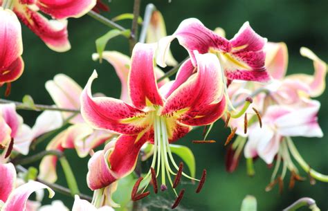Check spelling or type a new query. Meanings of Stargazer Lilies: What These Brilliant Flowers ...